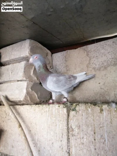متاح طرين مطويق حمر 2
