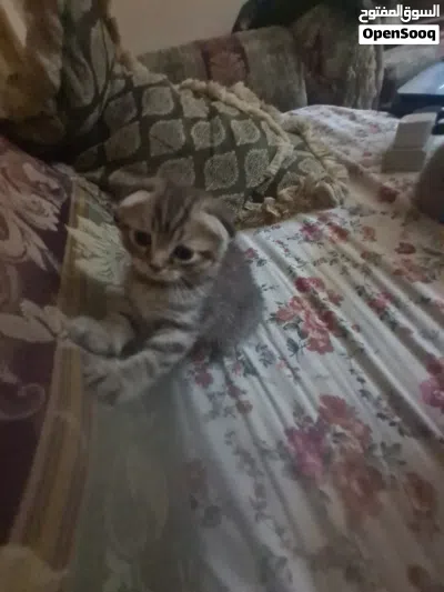 Scottish fold for sell , سكوتش فولد للبيع 2
