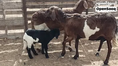 نعجتين هجين تبارك الله السن اول جمع وحده والده خروف والتانيه ضناها مبيوع 2