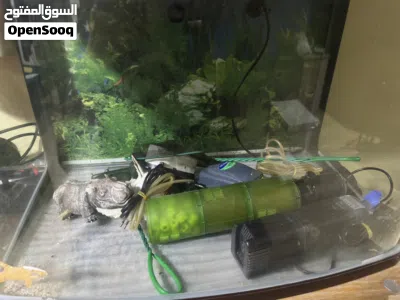Fish tank with accessories 4