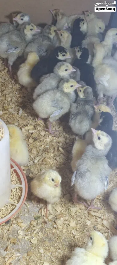 33 صوص حبش 12 صوص براهما كولومبي 4