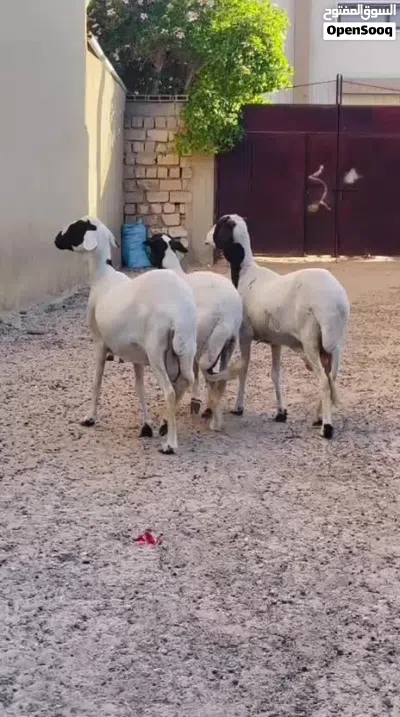 نعاج هجين للبيع 4