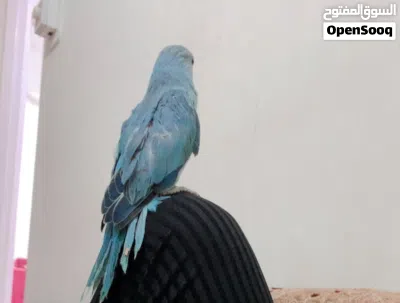ببغاء دره للبيع 3