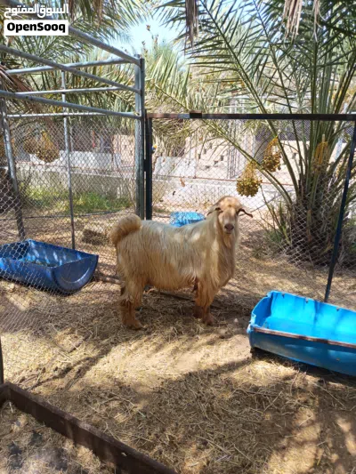 تيس من حلال الجواميد اصل 4