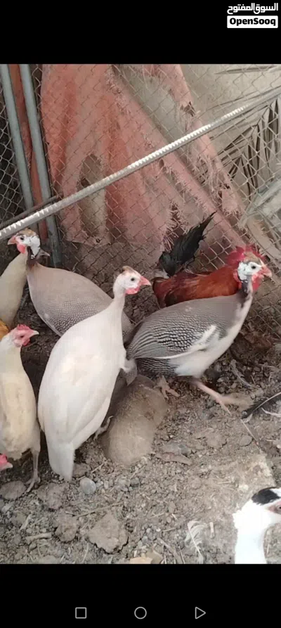 بيع الدجاج العمانيه والفرنسي و الحبشي و بط مصري 4