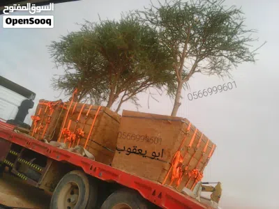 قلع الاشجار البرية وزيتون واعمال النخيل 3