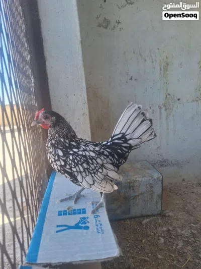دجاج سبرايت 2