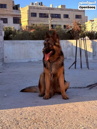 للبيع ذكر جيرمن لنك هير مدرب طاعه العمر سنه ماخد كل المطاعيم معاه كرت 3