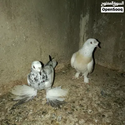 حمام للبيع 2