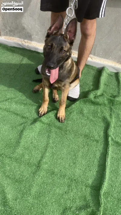 جرو مالينها 4