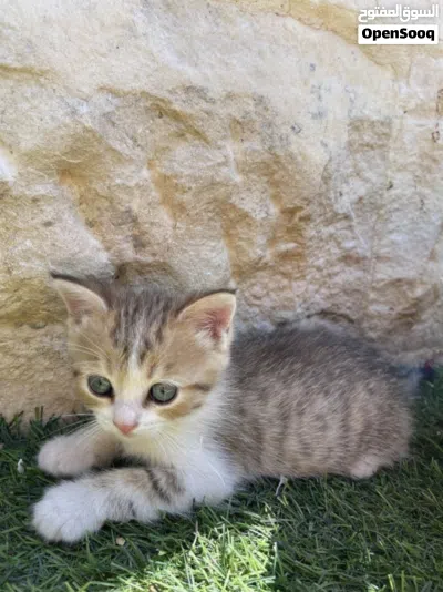 للبيع كيتنز قولدن شيدد جميلة جدًا 2