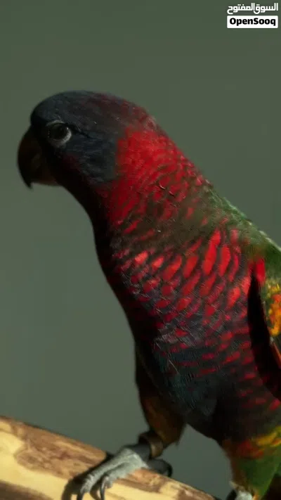 لوري هجين (مستوى فاخر) 4