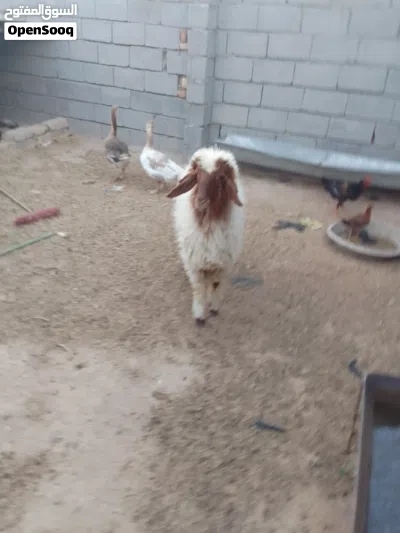 طليه للبيع ورجين معلوفه كل شيء 2