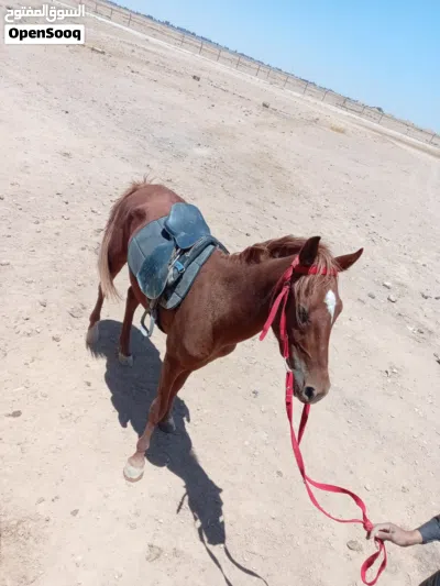 خيل للبيع دم نار رأس عربي كفاااااله 2