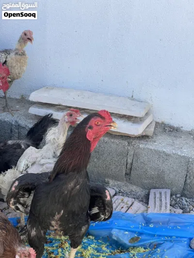 ديك باكستاني ضخم 2