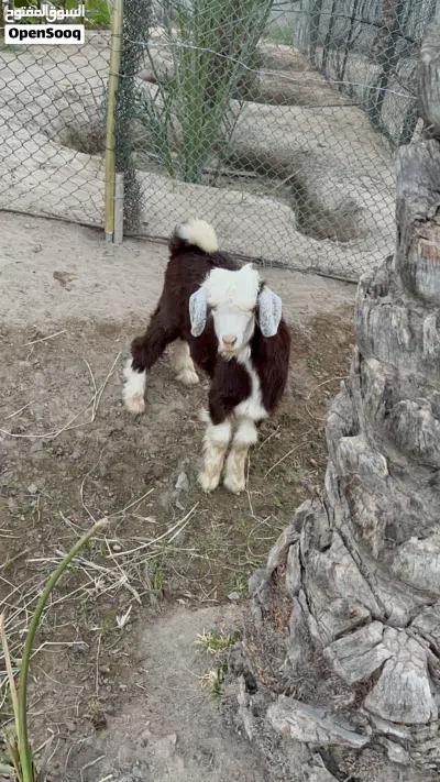 صخل من حلال الرحوب 4