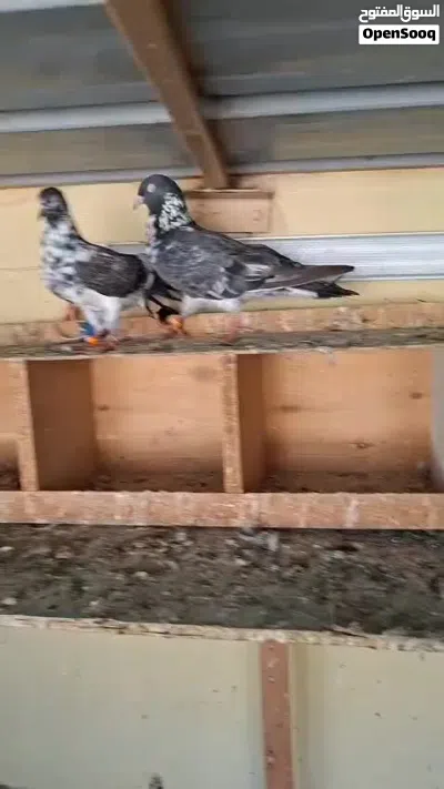 للبيع زوج داب والاه 3