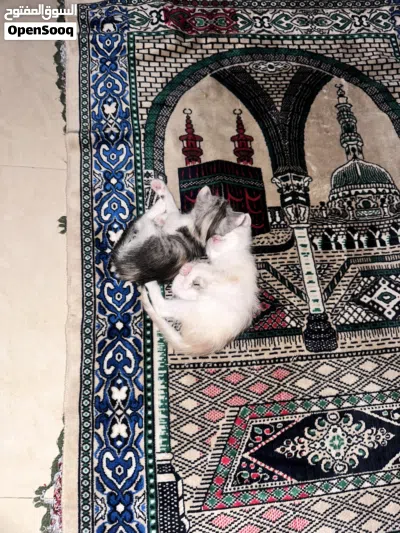 3 Kittens for adoption 4