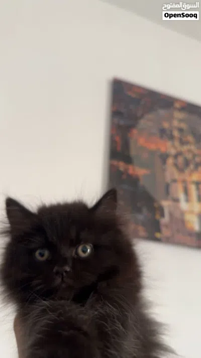 قطه صغيره 5 شهورkitten for sale 3