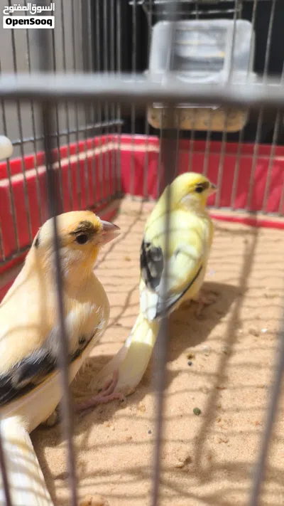 4 ذكورة كناري محليات ماشاء الله 4