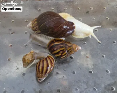 حلزونات إفريقية 2