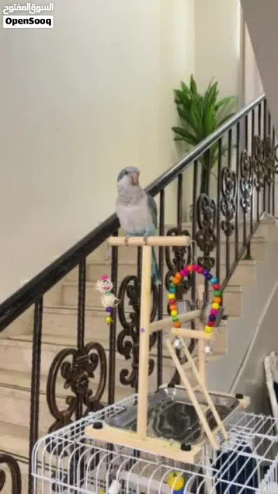 للبيع كويكر اليف ومايعض ولعوب ويتكلم ويرقص عمره 8 شهور 3