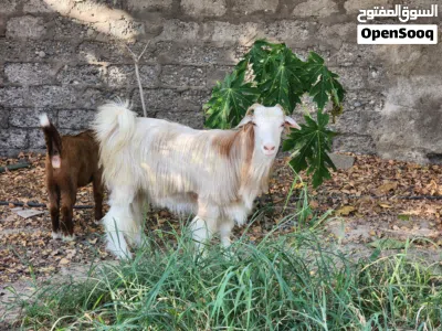 أغنام للبيع مطعومة 2