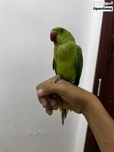 ببغاء دره هندي مفطوم جديد للبيع 2