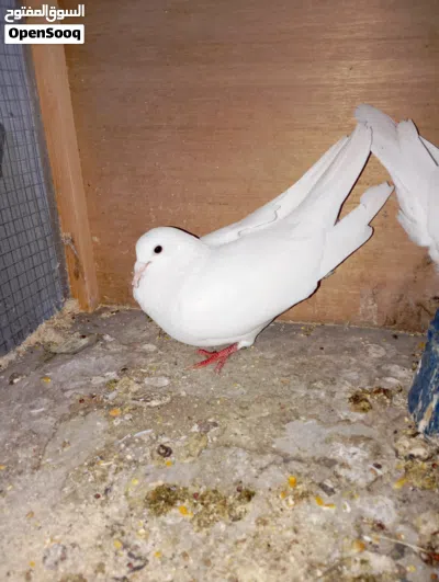 زوج زواجل بيض جواهن افراخ 4