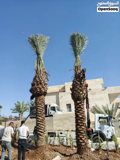 افضل انواع النخيل المثمر وأشجار المثمرة الزينة 2