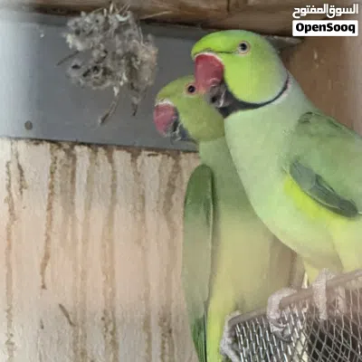 زوج ببغاء دره الاخضر الحجم الجامبو 2