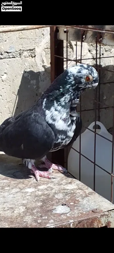 حمام موجودات في مادبا 3