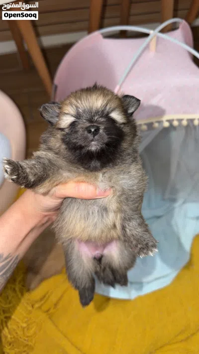 Pure Pomeranian 2
