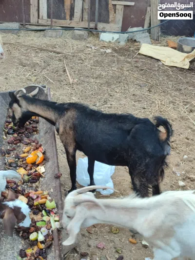 للبيع غنم صلاليات اللي يدور الحليب 4