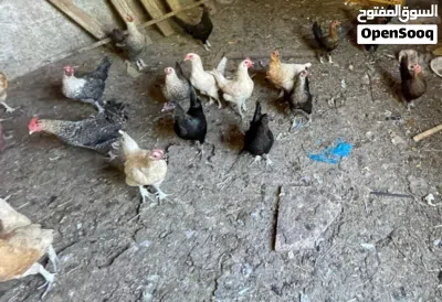 دجاج بلدي وفيومي للبيع 3