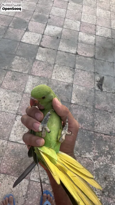 بغبغاء دره اليف جدا 4