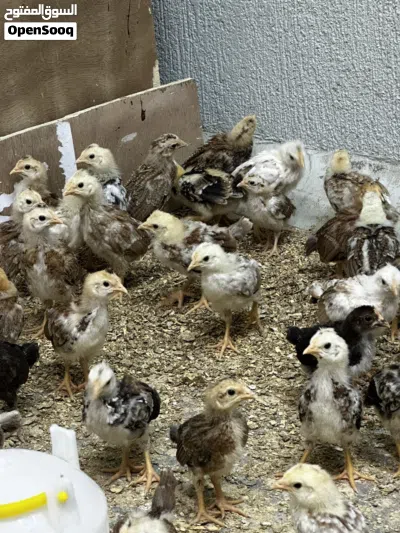 للبيع دجاج عربي قديم وماكنتوش 4