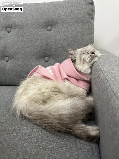 Sweet Female Turkish Angora with Persian Mix 2