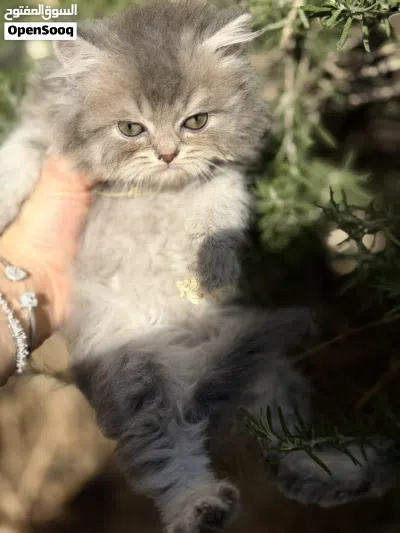 قطط سكوتش فولد وستريت 3
