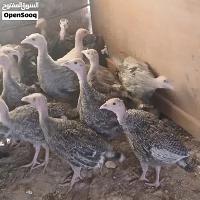 صيصان حبش بلدي مادبا 15حبه 2