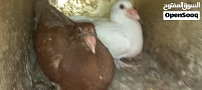 جوزين حمام شغل حضانه حنونات وهاديات الجوزين بتركن عليهم تحط تحتهم بيض وتطلع فراخ ان شاء الله 3