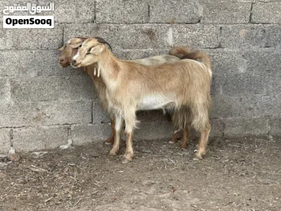 للبيع غنم من حلال الجواميد تابع الوصف 4