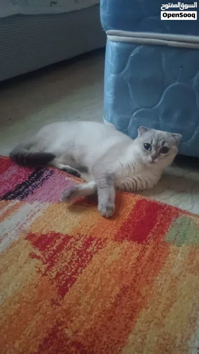 قطة سكوتش فولد 2