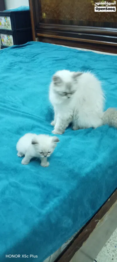 Kitten, cute, smart, 50 fix 2