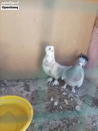 حمام زينة نثاية 3