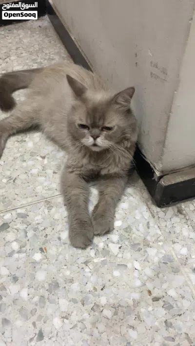 قط للبيع نوع من فصائل الشيرازي 3