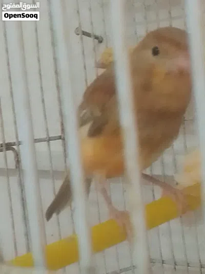 مخاليف كنار عدد خمسه 4