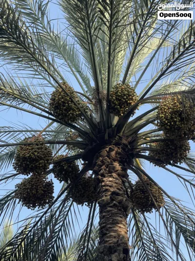 بسر مبسلي (فاغور) 3