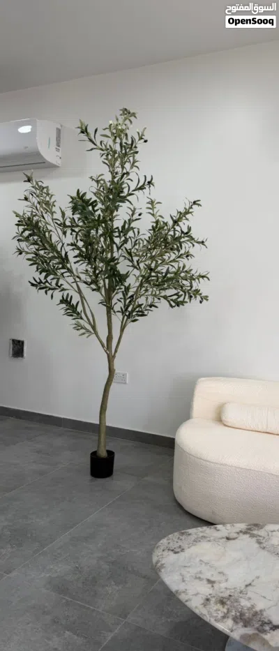شجر الزيتون فخامة تكتمل بها لوحة منزلك جوده جدا Olive trees add a touch of luxury to your home's dec 4