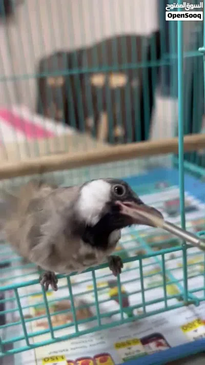 بلبل عربي خط ابيض 2